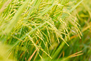 Rice stalks in rice fields.