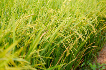 Rice stalks in rice fields.
