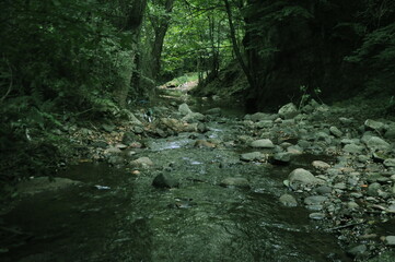 Water stream, rocks and trees in the forest. Beautiful nature view.