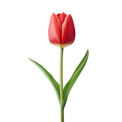 red tulip isolated on white background