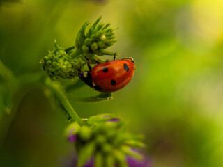Ladybug on a green branch