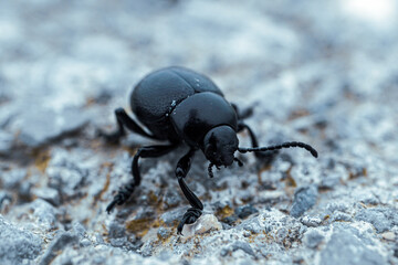 timarcha coleoptera, black beetle in the nature