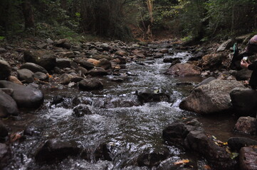 Water stream, rocks and trees in the forest. Beautiful nature view.