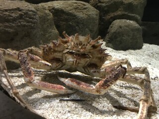 Big crab deep in water