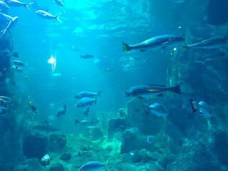 Sharks, rays, fish in the huge aquarium. © emin
