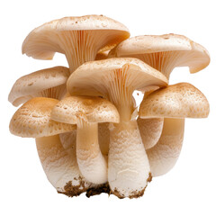 Groups of white mushrooms with intricate gills and smooth caps growing on a dark background in natural setting