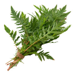 Fototapeta premium Freshly harvested aromatic herb bundle with green leaves tied with twine, perfect for culinary use and decoration