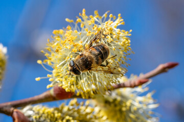 Female common drone fly (Eristalis tenax) eating nectar on a pussy willow catkin (Salix caprea) in early spring © Doris Steiner