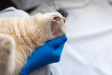 Healed gums in a cat after tooth extraction. Tooth extraction in a cat after advanced periodontitis