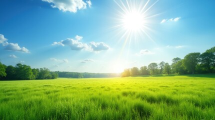 Obraz premium Sunny open field on the longest day of the year with a bright blue sky, vibrant green grass, and long shadows cast by distant trees.