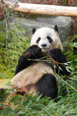 giant panda eating bamboo