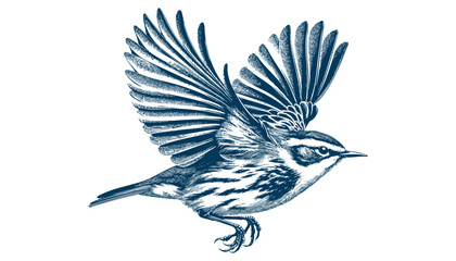 warbler bird vector