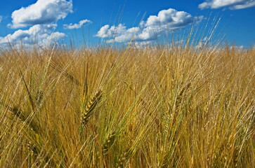 Green and yellow barley ears background in the summer. Image of barley ears against the blue sky...