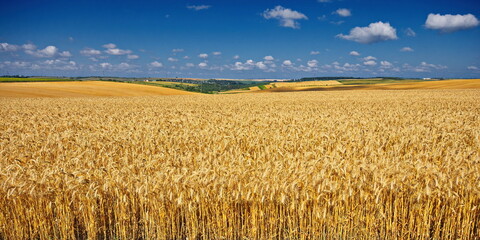 Wide yellow field of ripe wheat. Wheat field under beautiful blue sky and clouds at summer sunny day.