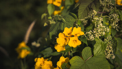 A yellow flower in full bloom showcases its wild beauty in nature. With delicate petals, this floral blossom thrives in the nature garden, embracing botany and the environmental charm of a wildflower.