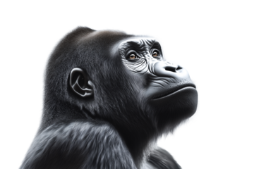 Realistic studio capture of a gorilla with sharp focus against a white background