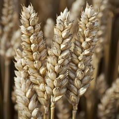 Ripe wheat stalks in a field, ready for harvest; sunlit background; agricultural use