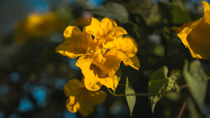 A yellow flower in full bloom showcases its wild beauty in nature. With delicate petals, this floral blossom thrives in the nature garden, embracing botany and the environmental charm of a wildflower.