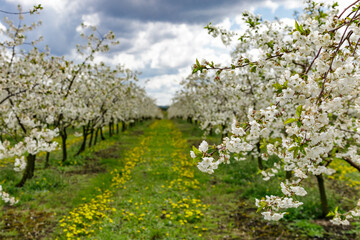 Cherry orchard in spring sunshine.Blue sky with clouds.Blossoming trees in spring in rural scenery with deep blue sky.Beauty world.Beauty of earth.