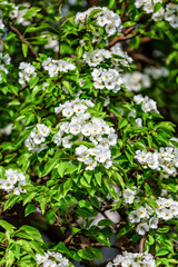 A beautiful flowering branch with white bundles of petal buds.Blooming apple, cherry, pear and apricot trees over a bright blue sky.White flowers on a tree.Spring blossoms.