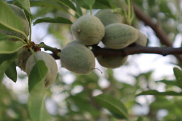 Unripe green almond on the branch