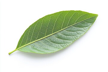 Fototapeta premium Single vibrant green leaf on white background. A healthy, lush, oval-shaped leaf with prominent veins. Close-up, macro view showcasing leaf structure