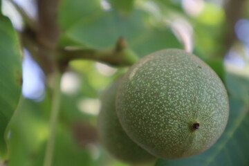 Unripe green walnuts on the walnut tree branch