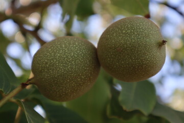 Unripe green walnuts on the walnut tree branch