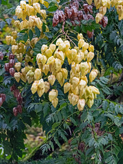 Nahaufnahme der Früchte des rispigen Blasenbaums, Koelreuteria paniculata