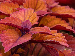 Nahaufnahme der dekorativen Blätter  der Buntnessel, Solenostemon scutellarioides
