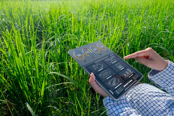 Farmers using a tablet in a rice field to monitor key metrics such as temperature,humidity,water...