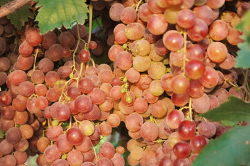 Red grapes (red globe) on the vine in Salihli, Manisa, Turkey.