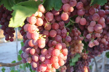 Red grapes (red globe) on the vine in Salihli, Manisa, Turkey.