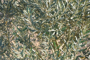 Green olive trees at the olive field in Salihli, Manisa, Turkey