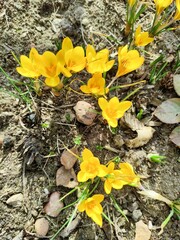 The photo shows bright yellow crocuses breaking through the ground. The petals are illuminated by the sun's rays, creating a warm spring atmosphere.