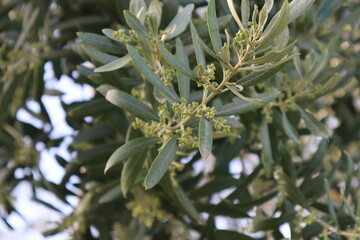 Green olive trees at the olive field in Salihli, Manisa, Turkey