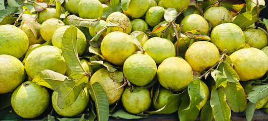Fresh a pile of close-up guava fruit open sell in Indian market.