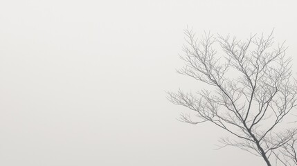 Obraz premium A Tree in the Sky