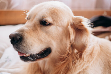 very happy golden retriever portrait