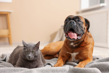 Cute dog and cat lying on floor at home