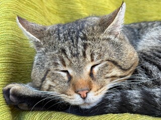 Sleeping tabby cat face close up 