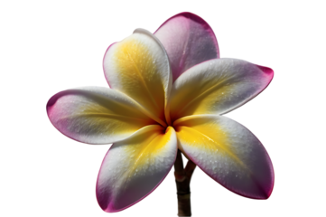plumeria flower isolated on transparent background. generative ai