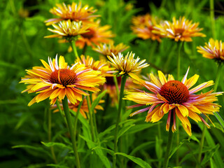 Purple coneflower (Echinacea purpurea (L.) Moench.) – a species of plant in the Asteraceae family. It comes from North America. Medicinal and ornamental plant