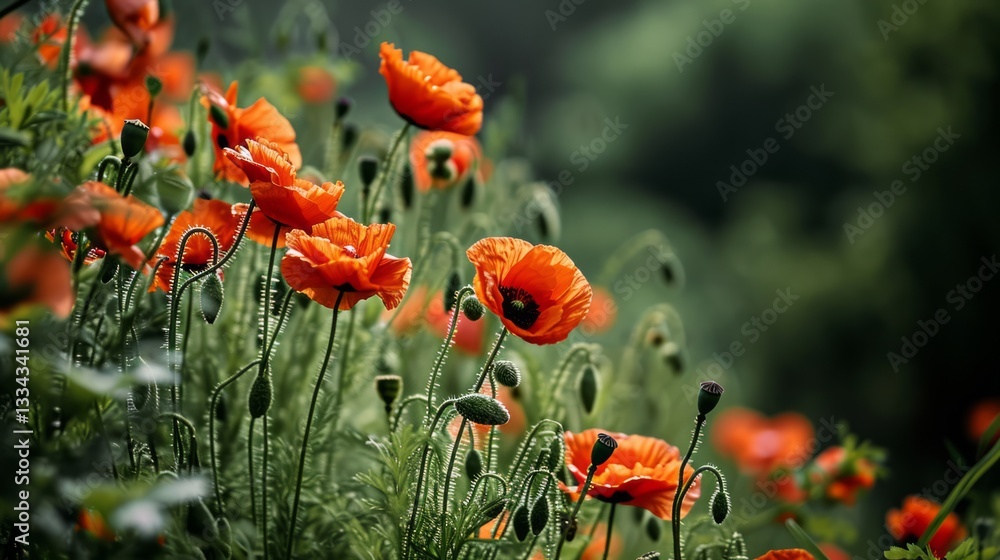 Poster a beautiful and colorful group of vibrant poppies in a field with clean lines and minimalistic compo