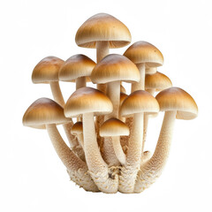 Obraz premium Small brown mushrooms with clustered appearance, showcasing their unique caps and stems. These mushrooms are often associated with various uses in nature and culture