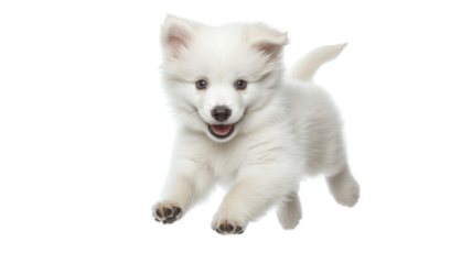 Playful white puppy jumping with transparent background