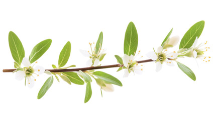 Blooming cherry plum branch with white flowers and green leaves on transparent background
