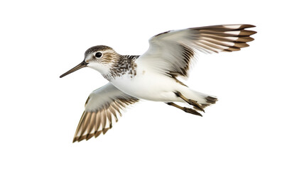Little stint flying with spread wings on transparent background