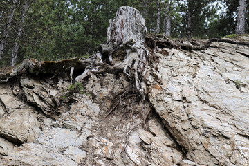 tree stump in the forest