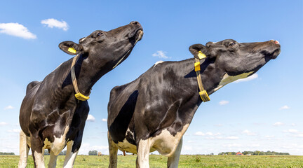 Funny cows sniffing head up in the air, chin raised high, black and white, and blue sky